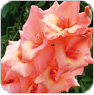 gladioluses