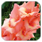 Gladioluses