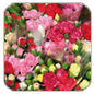 Mini carnations
