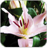 oriental lilium