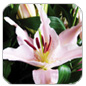 Oriental Lilium