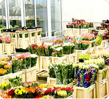 flowers  wholesale
