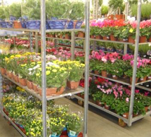 flowers and plants wholesale